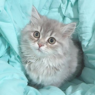 サイベリアン【東京都・女の子・2023年9月19日・ブルータビー🫐（ふわふわコート♡）】の写真「淡いグレーのめずらしいカラーの可愛い子女の子🩷」