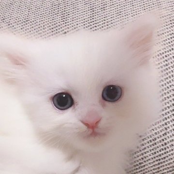 サイベリアン【東京都・女の子・2024年8月21日・ホワイトソリッド（ふわさらコート）】の写真「人気のホワイト🤍オッドアイの美少女ちゃん🤍」