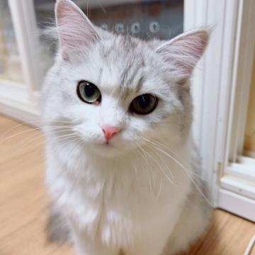 サイベリアン【東京都・女の子・2022年1月9日・シルバータビー&ホワイト（もふもふトリプルコート）】の写真「💌写真撮影日3/10👧動画も見てね」