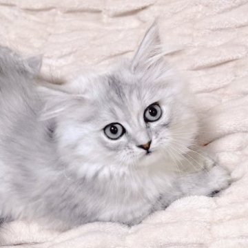 サイベリアン【東京都・女の子・2023年2月2日・シルバータビー🐻‍❄️（ふわふわコート）】の写真「綺麗なカラー👏好奇心旺盛の遊び好き✨人馴れ◎」