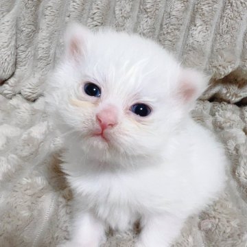 サイベリアン【東京都・女の子・2024年8月11日・シェーデットクリーム（ふわさらコート🫶）】の写真「綺麗なカラー🤍ふわっとして可愛いぽやっとちゃん」