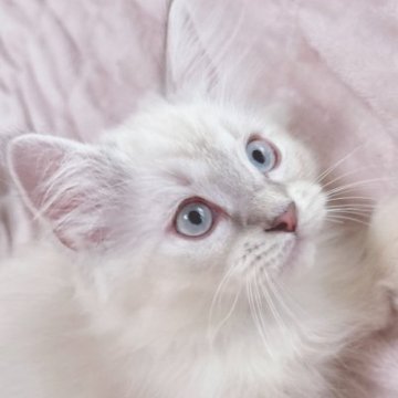 サイベリアン【東京都・男の子・2023年3月31日・ブルーリンクスポイント(ネヴァマスカレード)（ふわもふコート🫧✨）】の写真「好奇心と愛嬌のある遊びずきな子🍀✨」