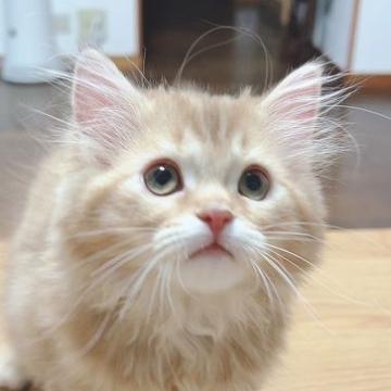 サイベリアン【東京都・女の子・2022年6月2日・ブルーゴールデンタビー（ふわもふトリプルコート）】の写真「めちゃかわ💘ゴールデン」