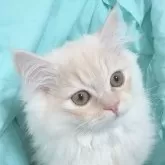 サイベリアン【東京都・男の子・2023年9月19日・シェーデッドクリーム🤍】の写真1