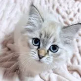 サイベリアン【東京都・女の子・2023年2月3日・ブルーリンクスポイント(ネヴァマスカレード)】の写真1