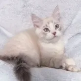 サイベリアン【東京都・男の子・2023年8月24日・ブルーリンクスポイント🩵】の写真1