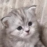 サイベリアン【東京都・女の子・2024年5月31日・シルバークラッシックトービー💙】の写真1