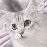 サイベリアン【東京都・女の子・2023年2月21日・シルバータビー&ホワイト🐻‍❄️】の写真1