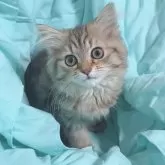 サイベリアン【東京都・女の子・2023年9月15日・ブラウンタビー🐻✨】の写真2