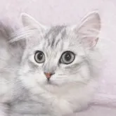 サイベリアン【東京都・女の子・2023年2月21日・シルバータビー&ホワイト🐻‍❄️】の写真2