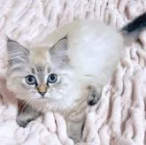 サイベリアン【東京都・女の子・2023年2月3日・ブルーリンクスポイント(ネヴァマスカレード)】の写真2