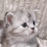 サイベリアン【東京都・女の子・2024年5月31日・シルバークラッシックトービー💙】の写真2