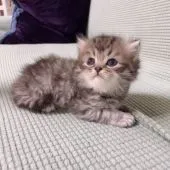 サイベリアン【東京都・男の子・2021年8月10日・シェーデッドブラウン】の写真2