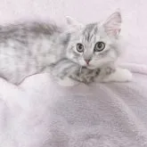 サイベリアン【東京都・女の子・2023年2月21日・シルバータビー&ホワイト🐻‍❄️】の写真3