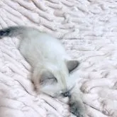 サイベリアン【東京都・女の子・2023年2月3日・ブルーリンクスポイント】の写真3