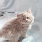 サイベリアン【東京都・男の子・2024年3月24日・フォーンカラー🤎】の写真3