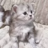 サイベリアン【東京都・女の子・2024年5月31日・シルバークラッシックトービー💙】の写真3