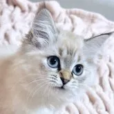 サイベリアン【東京都・女の子・2023年2月3日・ブルーリンクスポイント(ネヴァマスカレード)】の写真4