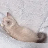 サイベリアン【東京都・男の子・2023年8月24日・ブルーリンクスポイント🩵】の写真5