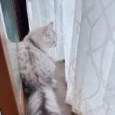 サイベリアン【東京都・女の子・2023年2月21日・シルバータビー&ホワイト🐻‍❄️】の写真5