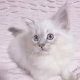 サイベリアン【東京都・女の子・2024年8月28日・ブルーリンクスポイント】の写真5