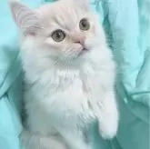 サイベリアン【東京都・男の子・2023年9月19日・シェーデッドクリーム🤍】の写真5