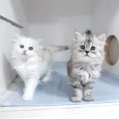 サイベリアン【東京都・女の子・2025年8月15日・シルバータビー】の写真10