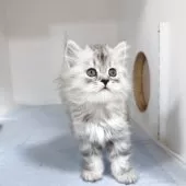 サイベリアン【東京都・女の子・2025年8月15日・シルバータビー】の写真12