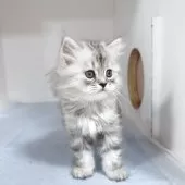 サイベリアン【東京都・女の子・2025年8月15日・シルバータビー】の写真13