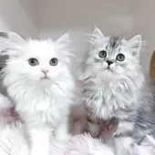 サイベリアン【東京都・女の子・2025年8月15日・シルバータビー】の写真14