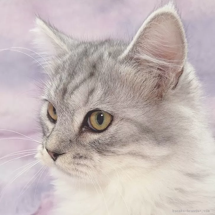 ID:2411-00946の子猫