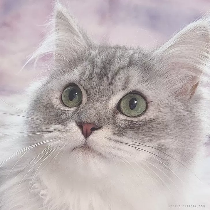 まっぴー 様のお迎えした子猫