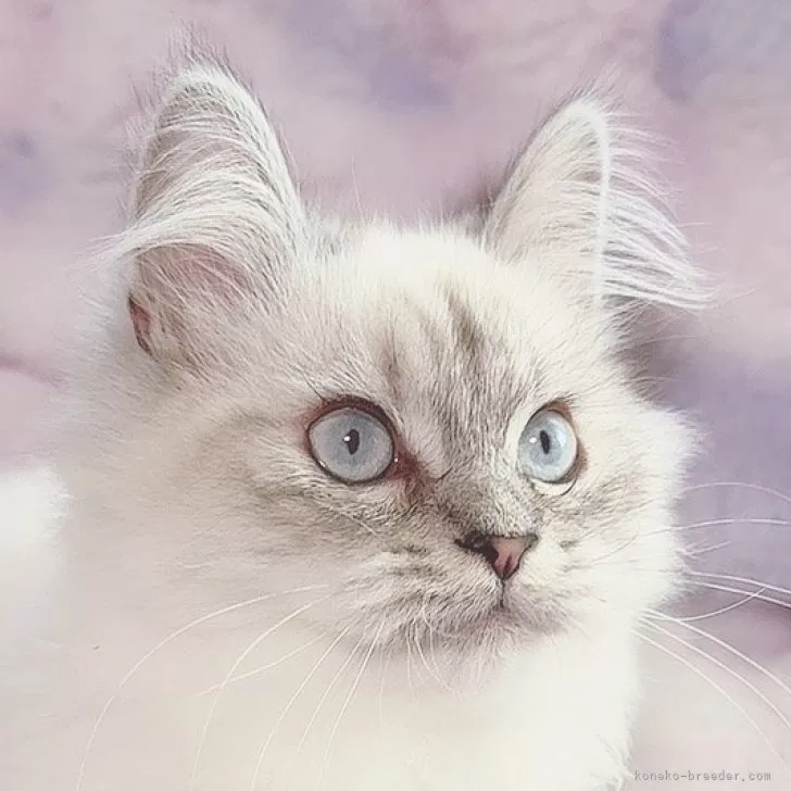 ID:2411-02096の子猫
