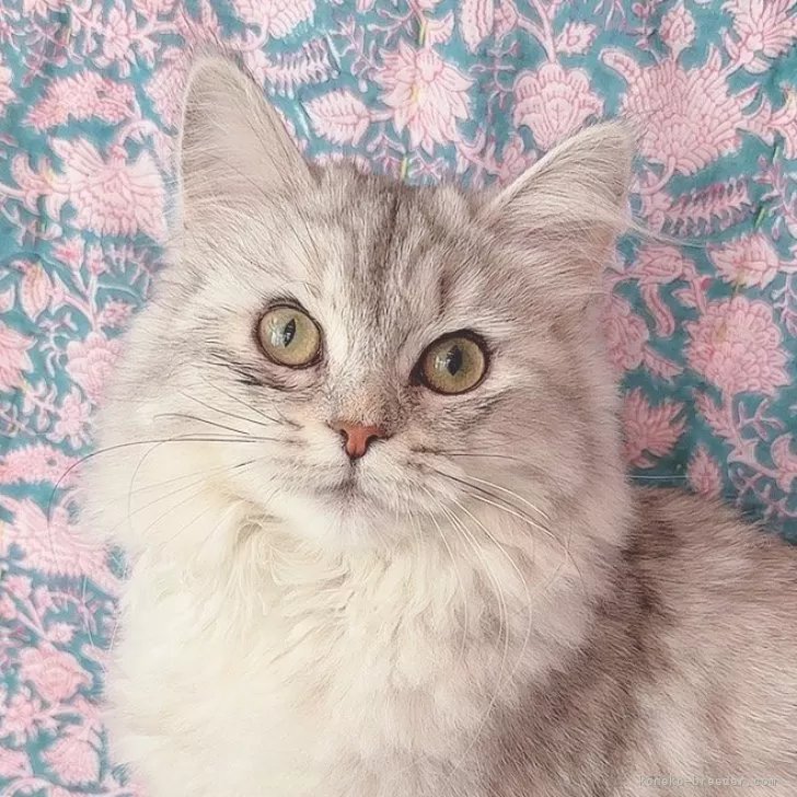 なつめろ 様のお迎えした子猫