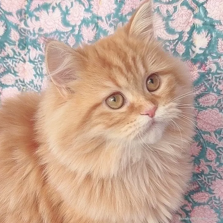 ID:2411-00987の子猫
