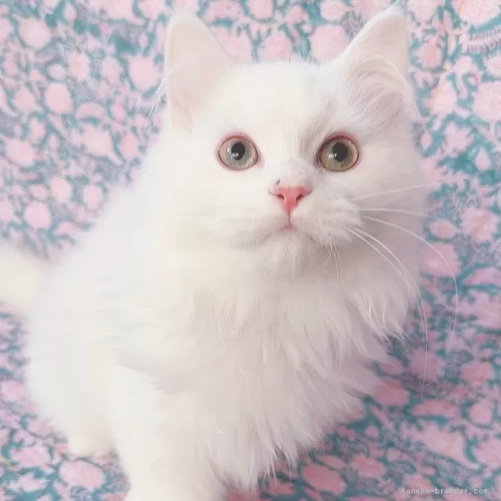リン 様のお迎えした子猫