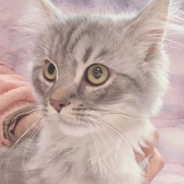 サイベリアン【東京都・男の子・2024年9月14日・シルバー🩵】の写真「親猫遺伝子検査🧬多数クリア。お値下げ🩷」
