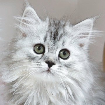 サイベリアン【東京都・女の子・2025年8月15日・シルバータビー】の写真「もっふもっふなお嬢様❤️テイラーちゃん❤️」