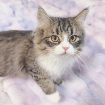 サイベリアン【東京都・男の子・2024年9月1日・ブラウンタビー&ホワイト】の写真「親猫遺伝子検査🧬多数クリア。ゴロゴロ可愛い子🩷」