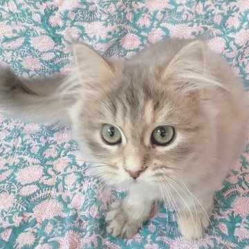 サイベリアン【東京都・女の子・2024年9月14日・ブルートービー（ふわもふ）】の写真「親猫遺伝子検査🧬多数クリア。ゴロゴロ可愛い子🩷」