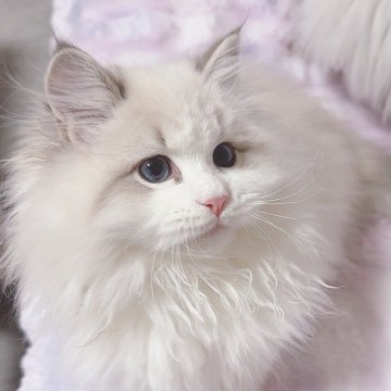 サイベリアン【東京都・男の子・2024年10月12日・ブルーリンクスポイント】の写真「キールくん」