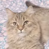 サイベリアン【東京都・男の子・2024年8月28日・シェーデッドブラウン】の写真1