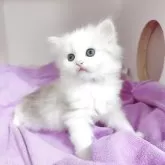 サイベリアン