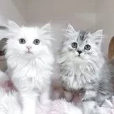 サイベリアン【東京都・女の子・2025年8月15日・ダイリュートキャリコ】の写真2