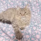 サイベリアン【東京都・男の子・2024年8月28日・シェーデッドブラウン】の写真2