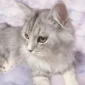 サイベリアン【東京都・男の子・2024年8月28日・シルバータビー】の写真2