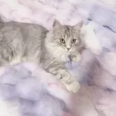 サイベリアン【東京都・男の子・2024年8月28日・シルバータビー】の写真3