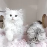 サイベリアン【東京都・女の子・2025年8月15日・ダイリュートキャリコ】の写真4