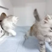 サイベリアン【東京都・女の子・2025年8月15日・シルバータビー】の写真5