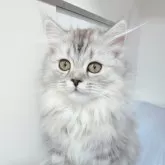 サイベリアン【東京都・女の子・2025年8月15日・ダイリュートキャリコ】の写真6